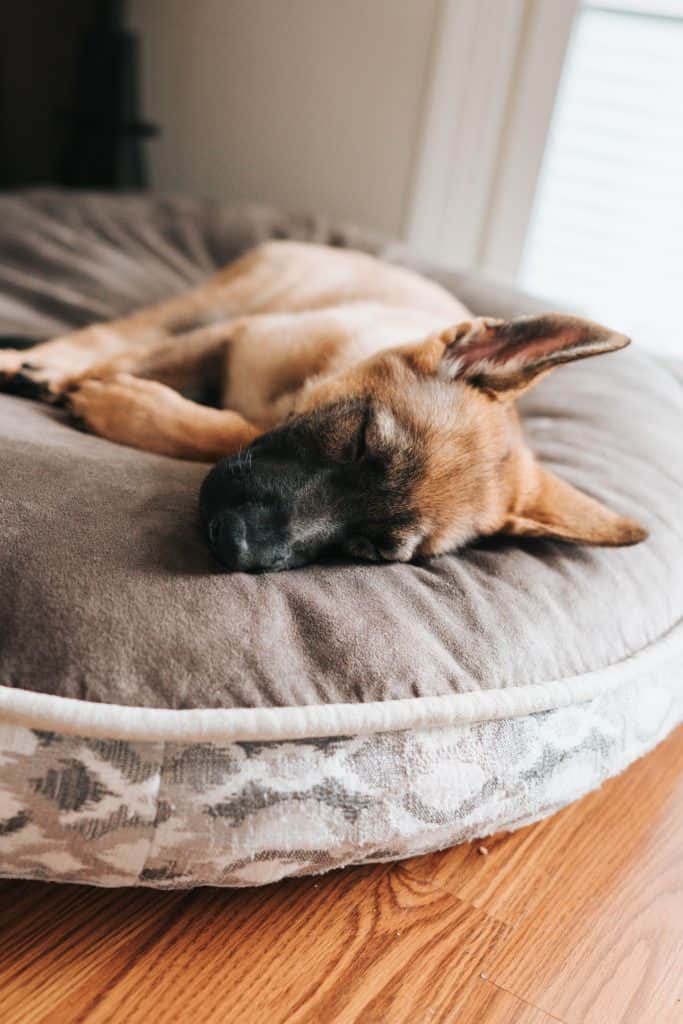 Why-Is-My-German-Shepherd-Dog-Sleeping-On-His-Back