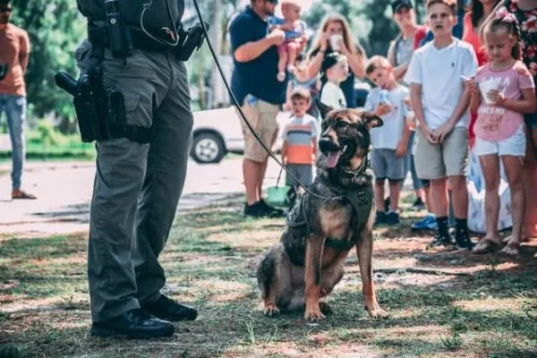 Why-are-German-Shepherds-Good-Police-Dogs