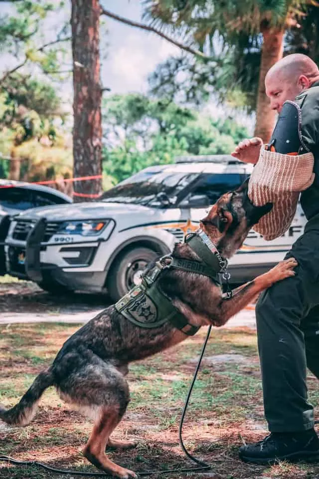 German-Shepherd-Police-Dog-in-training
