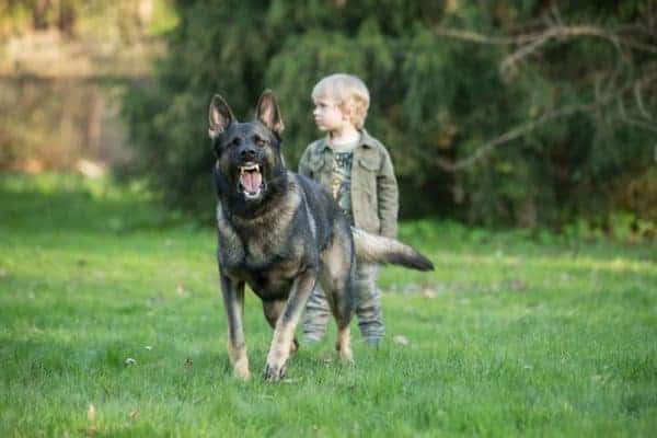 Will-My-German-Shepherd-Protect-Me-Without-Training