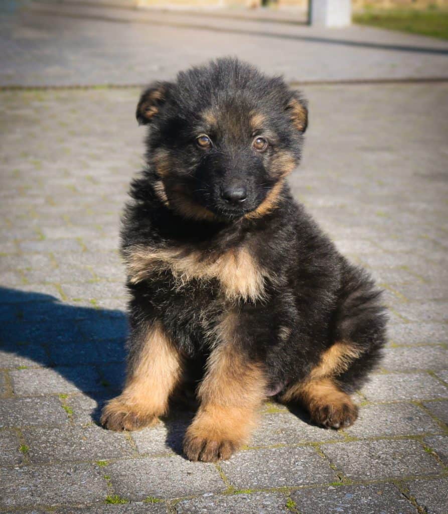 can a german shepherd be all black