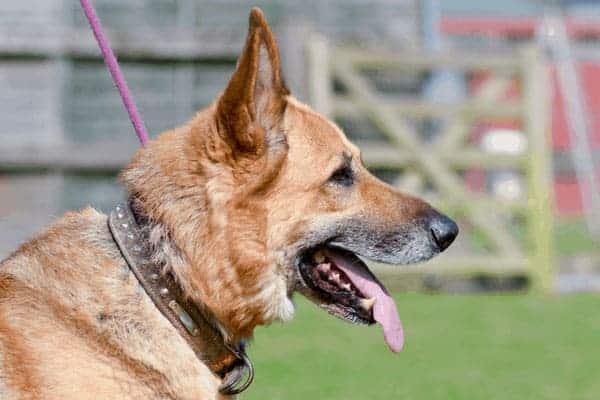 german-shepherd-on-leash-looking-at-something-in-the-distance 