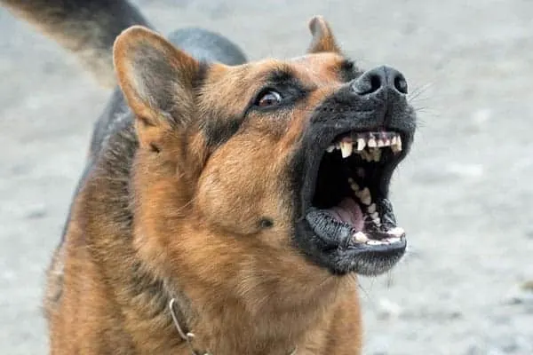 german-shepherd-barking-aggressively