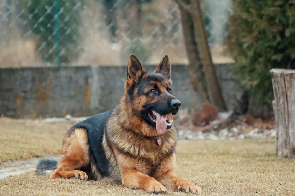 are-german-shepherds-aggressive