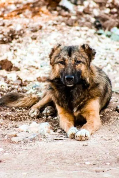 australian-shepherd-german-shepherd-mix-laying-on-ground