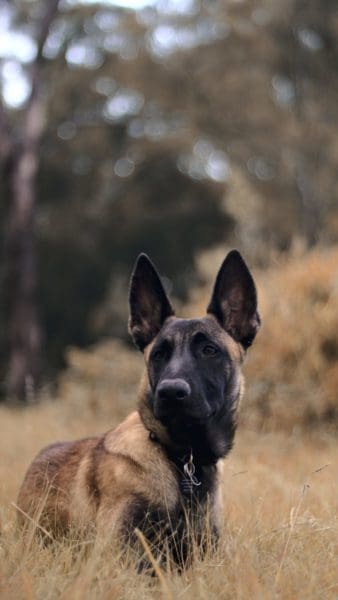 belgian-malinois-dog-breed