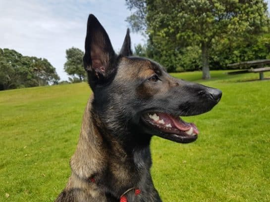 german-malinois