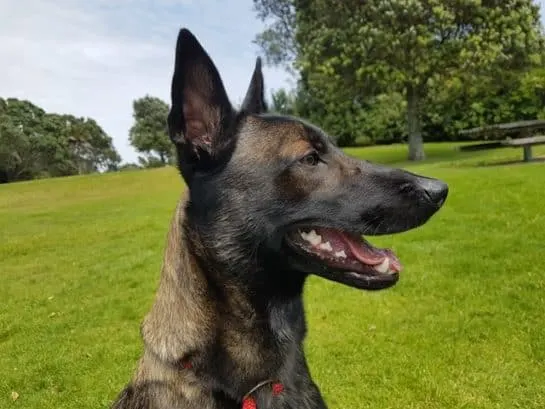 german-malinois