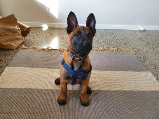 belgian malinois german shepherd mix