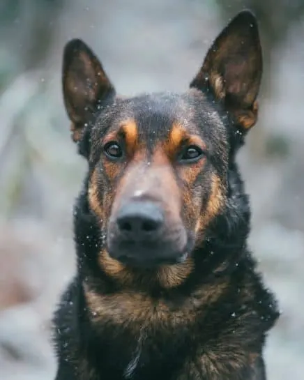 belgian malinois german shepherd mix