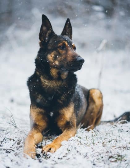 belgian-malinois-german-shepherd-mix