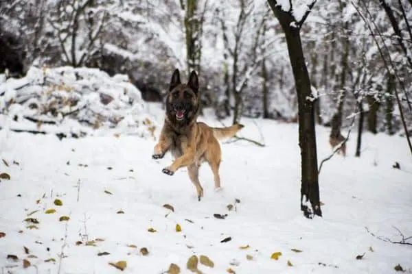 german-malinois-running-in-snow