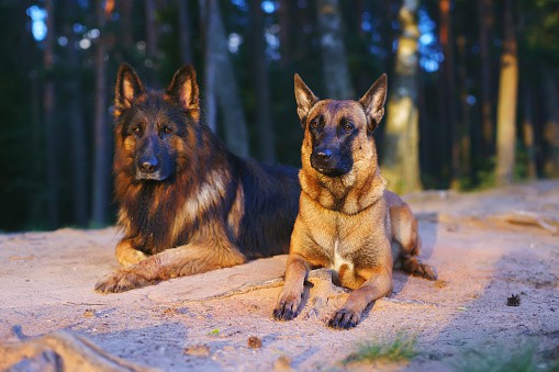 two-different-belgian-malinois