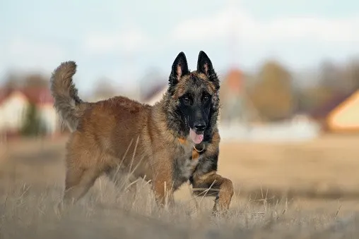 belgian-malinois-long-hair