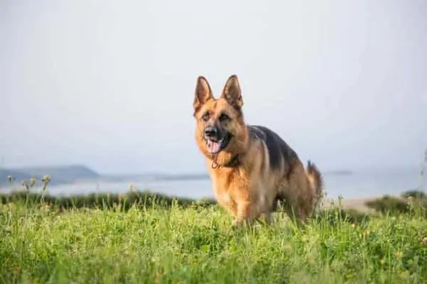 belgian-malinois-vs-german-shepherd