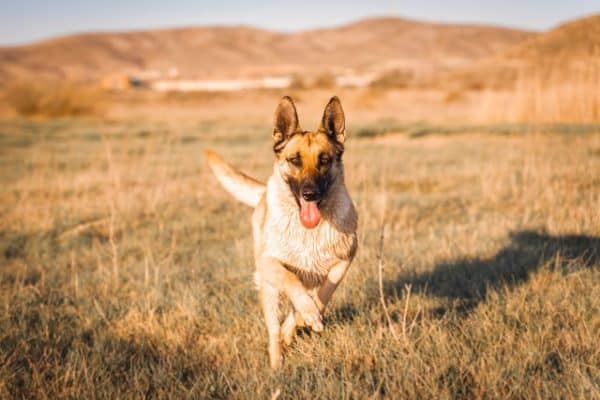 blonde-german-shepherd-running-through-a-field