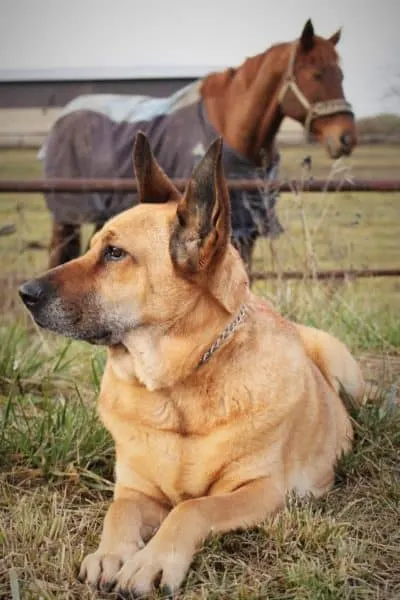 blonde-german-shepherd-laying-on-grass-with-horse-in-background