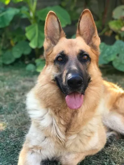 blonde-german-shepherd-laying-on-grass