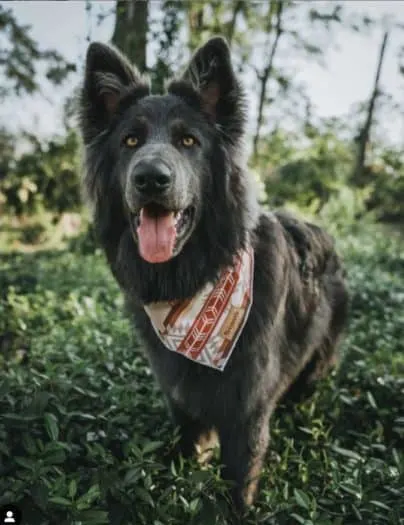 blue-bay-shepherd-dog-breed