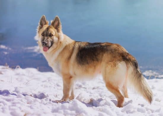 german-shepherd-in-snow