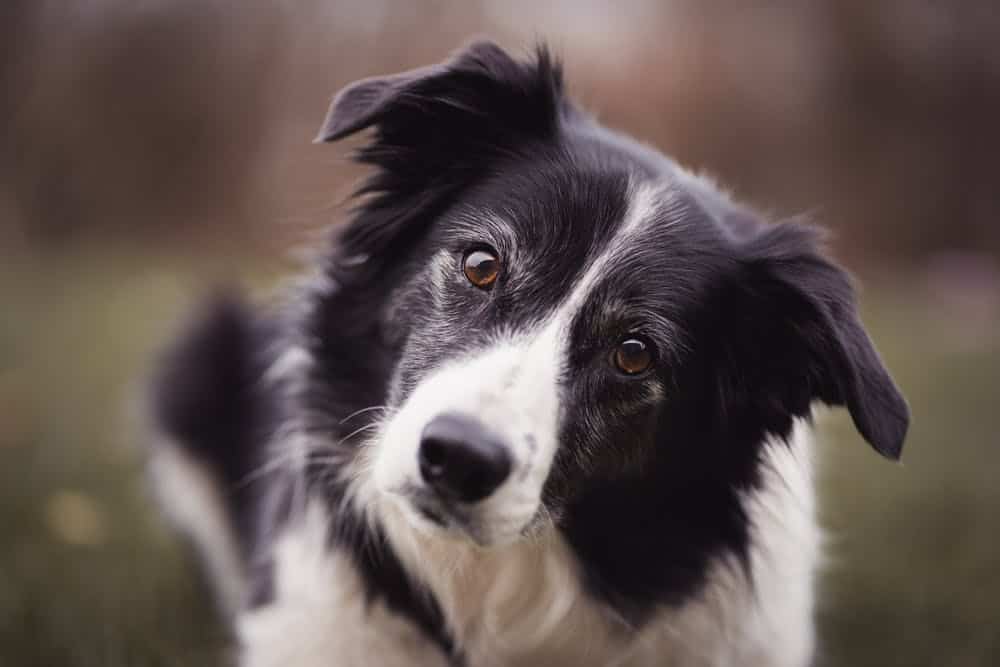 border-collie-dog