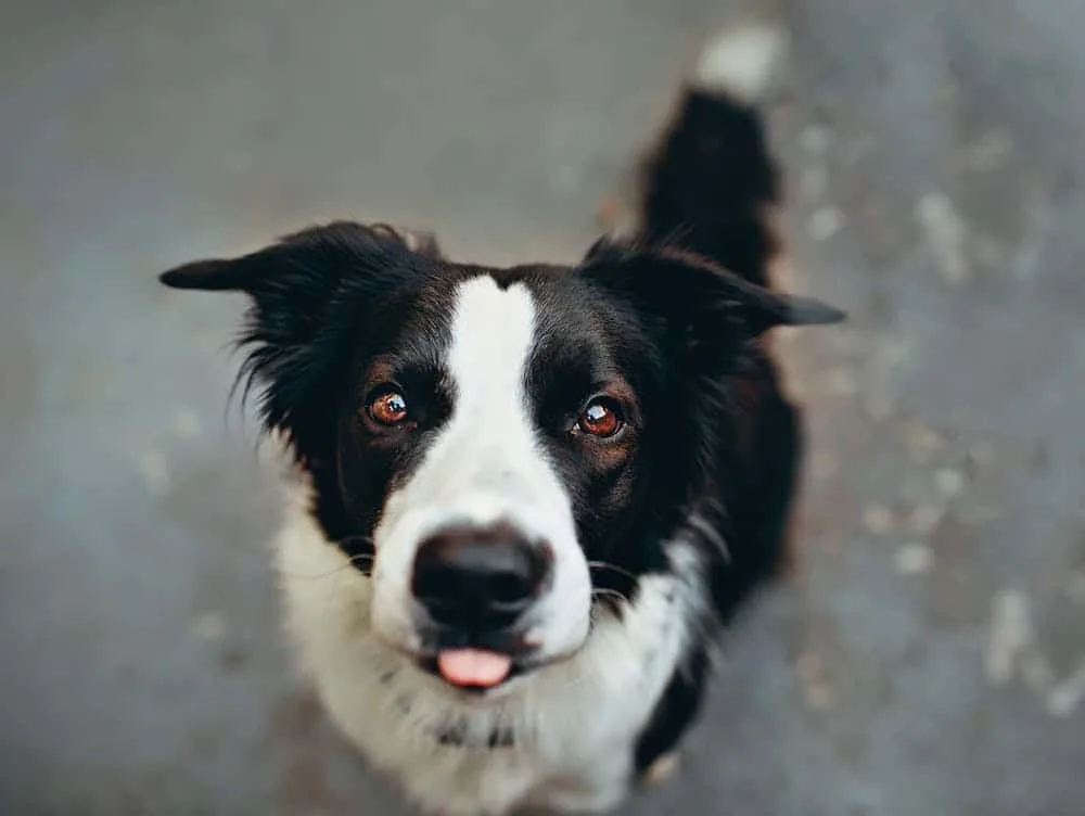 border-collie-vs-german-shepherd