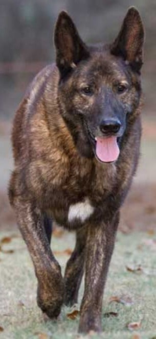 brindle-german-shepherd