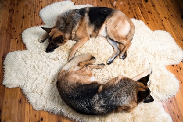 two-german-shepherds-sleeping-apartment