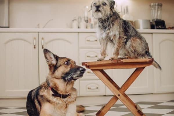 can-german-shepherds-live-in-apartments