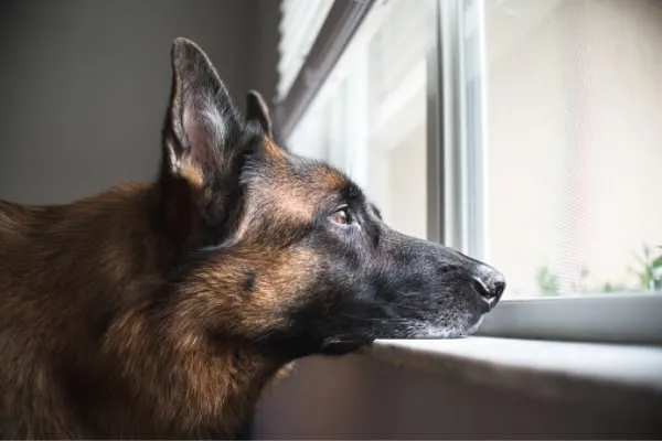 can-german-shepherds-live-in-apartments