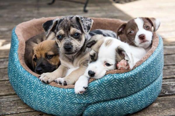 can a brother and sister dog have puppies