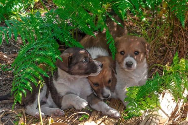 can a brother and sister dog have puppies