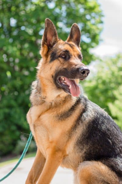 chihuahua-vs-german-shepherd
