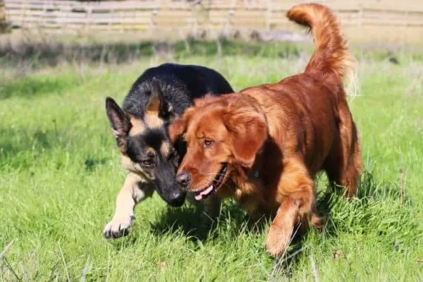 do-german-shepherds-and-golden-retrievers-get-along