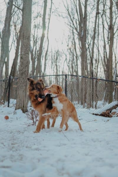 do-german-shepherds-and-golden-retrievers-get-along