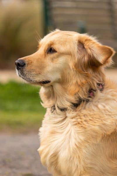 do-german-shepherds-and-golden-retrievers-get-along