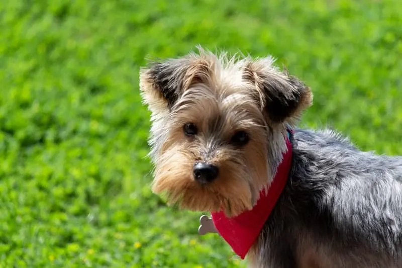 adorable-yorkie-dog