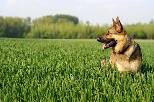 german-shepherds-prey-drive