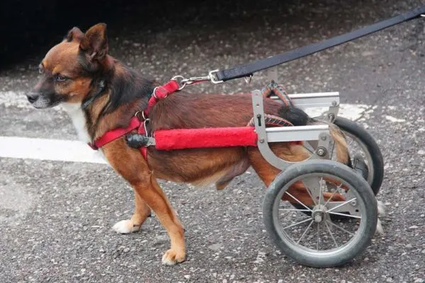 The Ultimate Guide on Degenerative Myelopathy: When is the Right Time to Put Your Dog Down? 2 do-you-euthanize-your-dog-if-it-has-degenerative-myelopathy