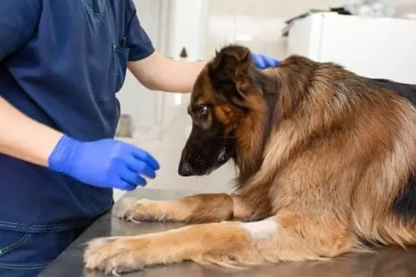 The Ultimate Guide on Degenerative Myelopathy: When is the Right Time to Put Your Dog Down? 3 do-you-euthanize-your-dog-if-it-has-degenerative-myelopathy