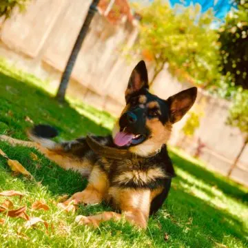 german-shepherd