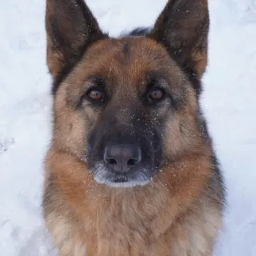 german-shepherd