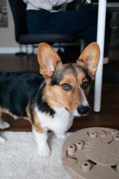 german-shepherd-corgi-mix