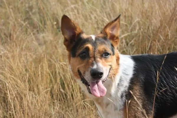 german-shepherd-corgi-mix