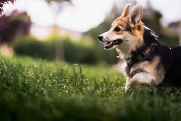 corgi-on-the-grass