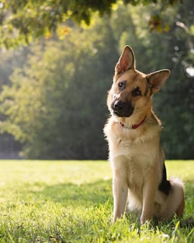 german-shepherd-head-tilt