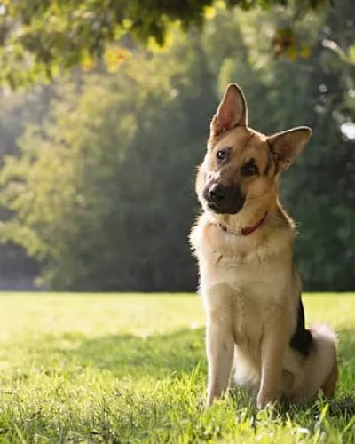 german-shepherd-head-tilt