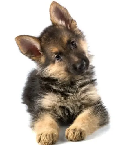 german-shepherd-head-tilt