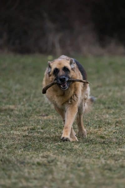 german-shepherd-hip-dysplasia-prevention