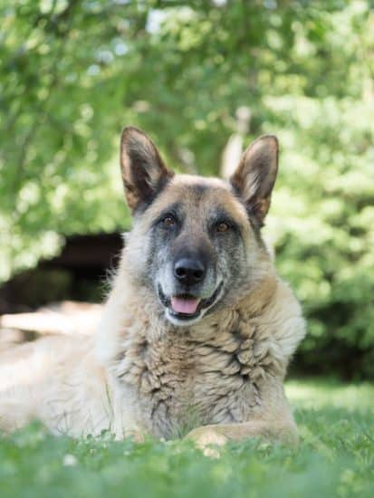 german-shepherd-hip-dysplasia-prevention